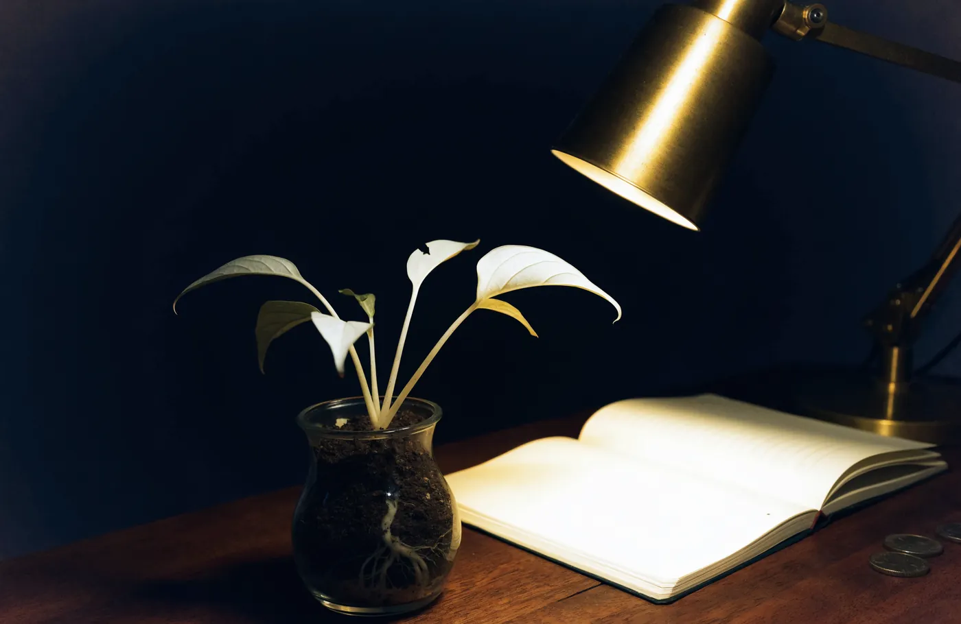 A growing potted plant beside a notebook under a desk lamp